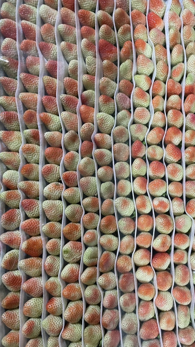塑料大板装草莓