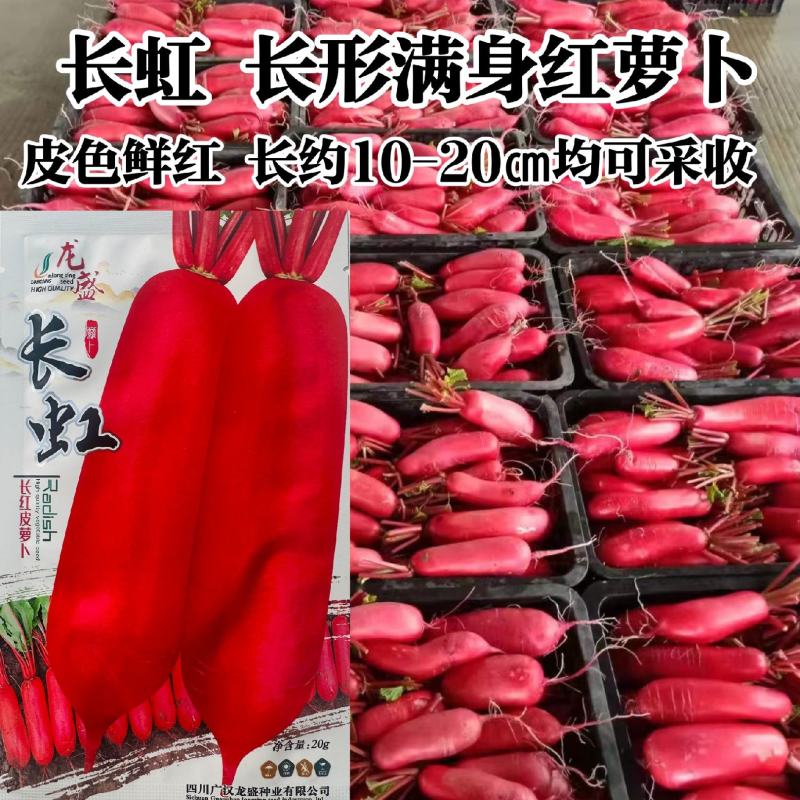 红皮萝卜种子耐寒春秋冬长红萝卜种籽满身红萝卜种子抗寒