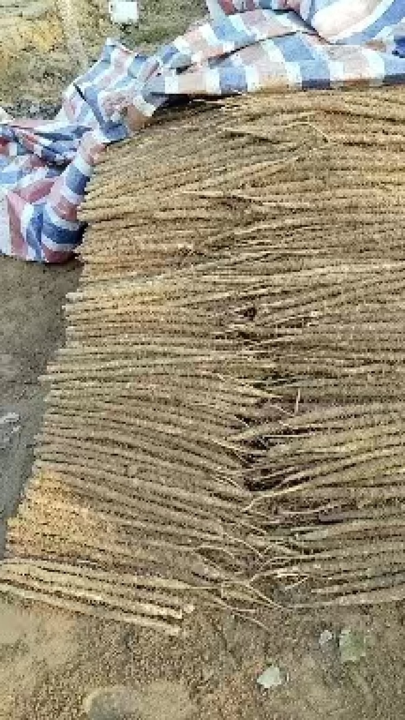 双棒山药，全国发货，物美价廉，诚信经营，保质保量
