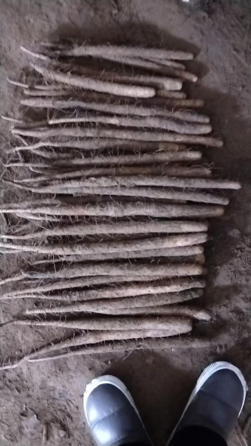 双棒山药，全国发货，物美价廉，诚信经营，保质保量