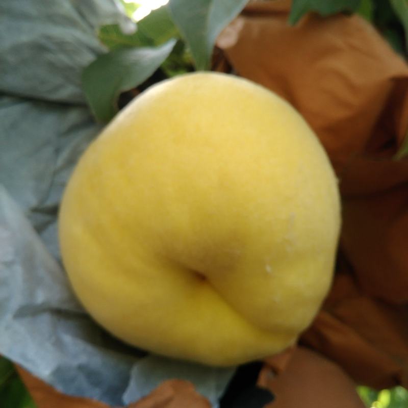 黄桃