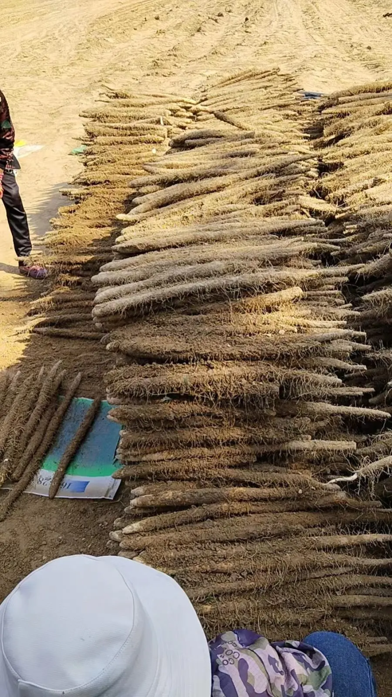 精品麻山药，河南产地直发，规格齐全，价格便宜，可视频看货