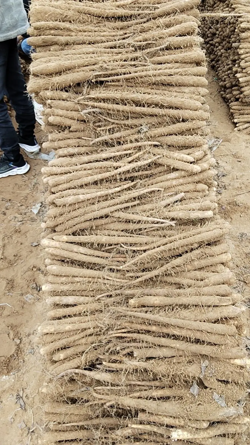 精品麻山药，河南产地直发，规格齐全，价格便宜，可视频看货