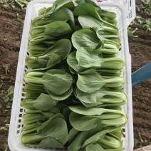 【油菜】上海青江苏基地直发常年供应货源充足全国发货