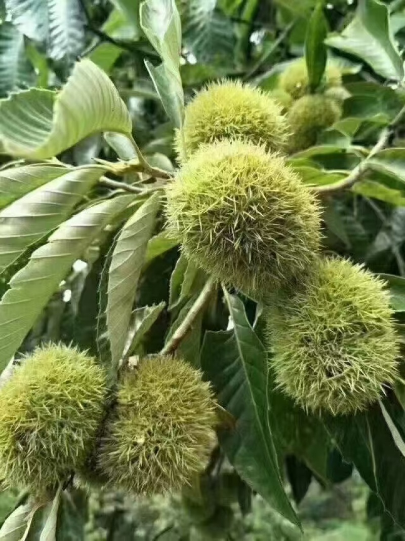 罗田板栗刺球白壳红壳