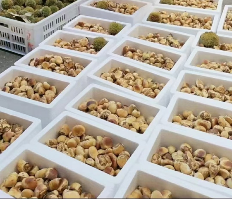 罗田板栗刺球白壳红壳