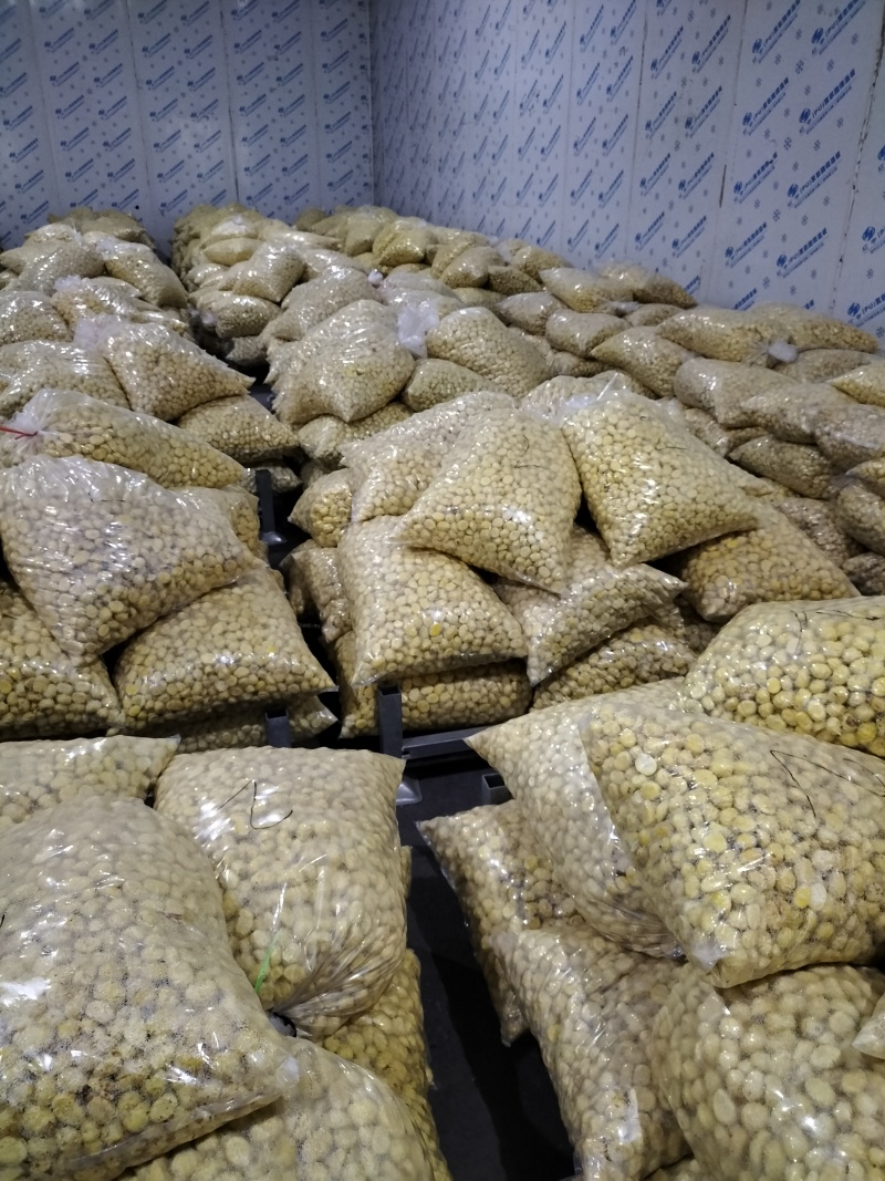 罗田板栗刺球白壳红壳