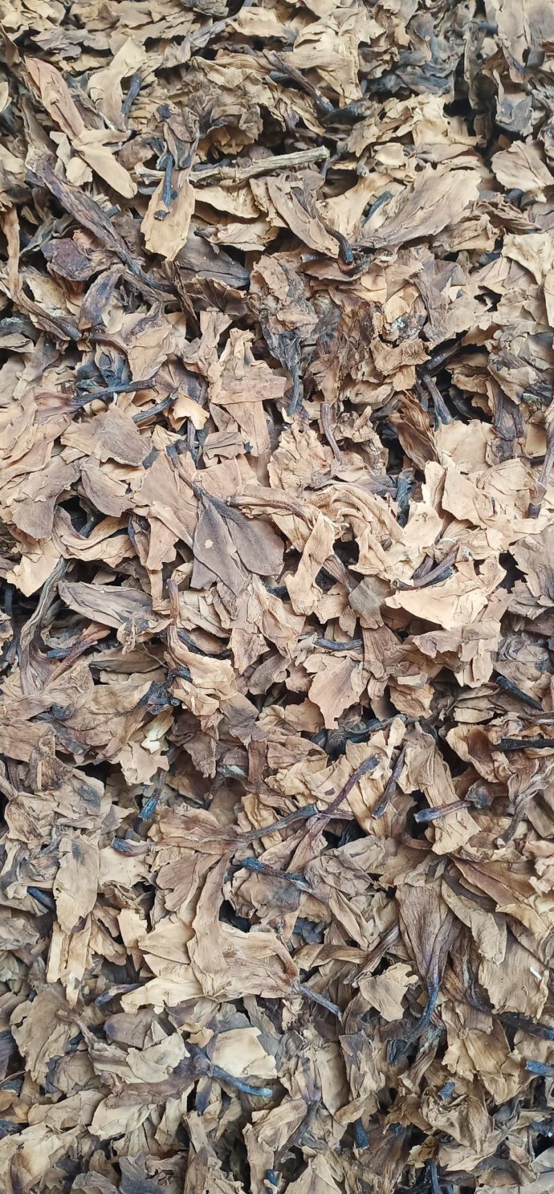 鸡蛋花现货质量保证欢迎联系采购量大从优