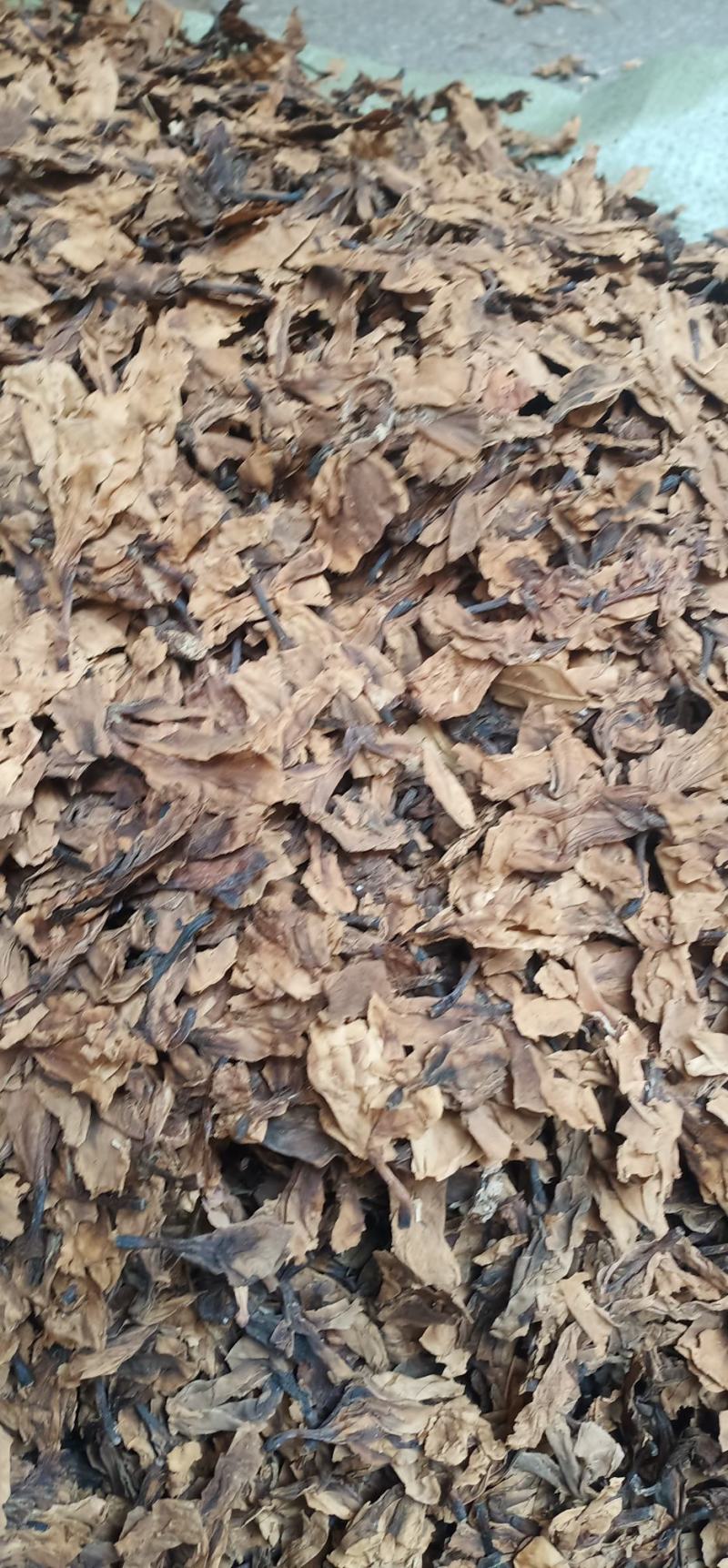 鸡蛋花现货质量保证欢迎联系采购量大从优