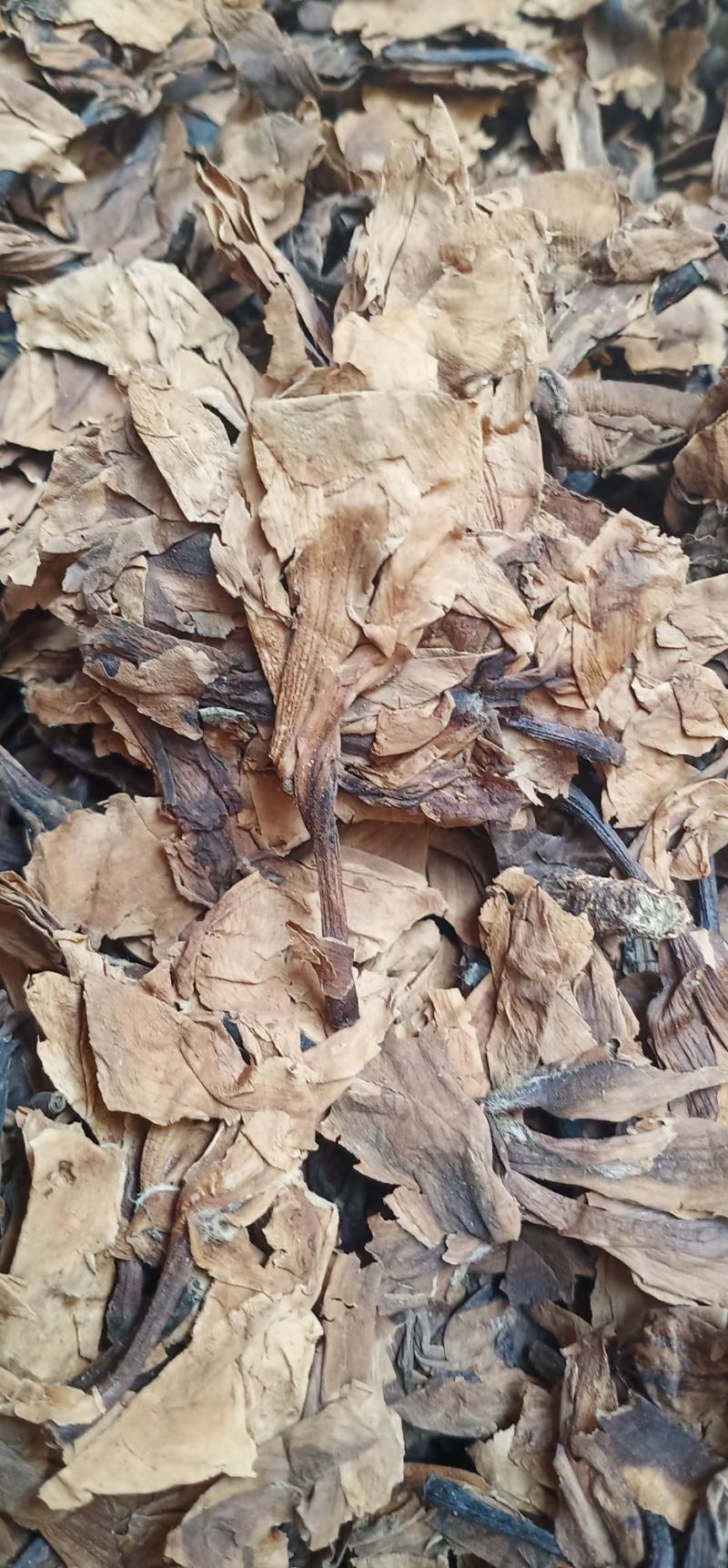 鸡蛋花现货质量保证欢迎联系采购量大从优