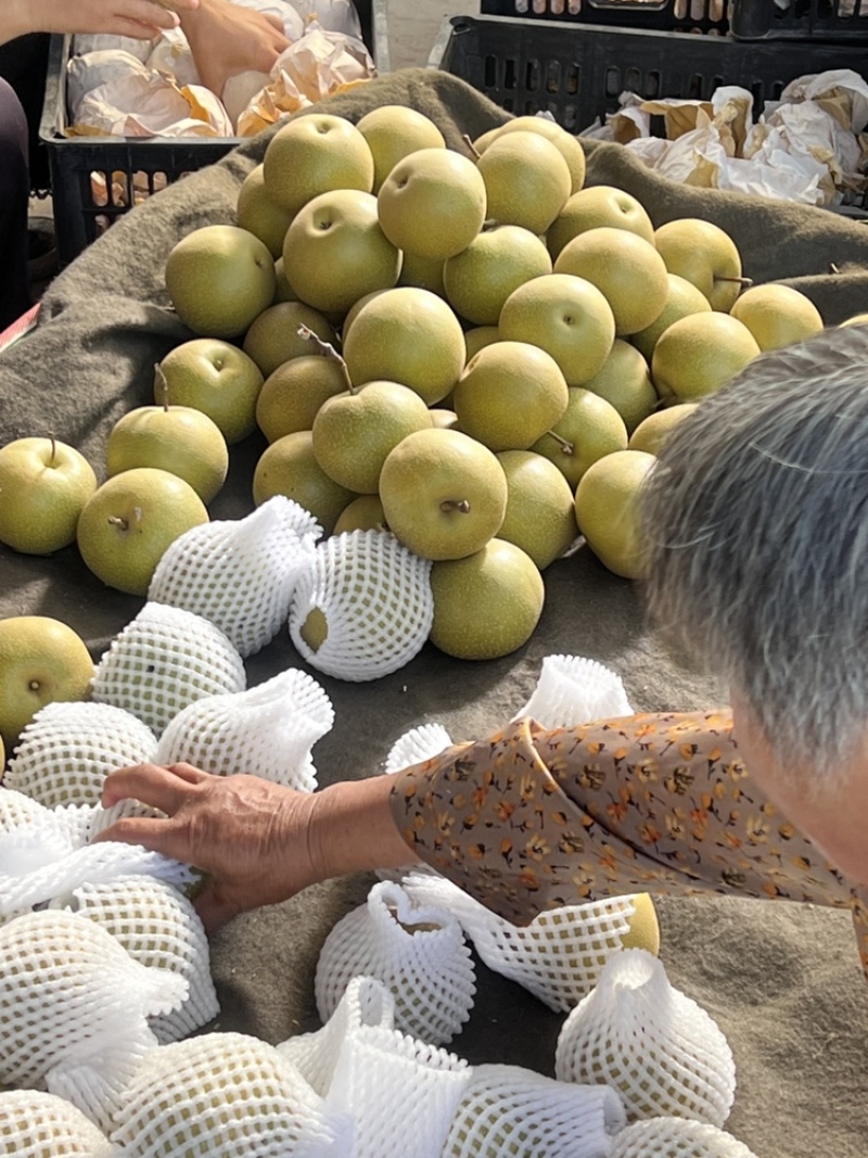 精品华山梨大量上市产地现摘现发脆甜多汁欢迎来电洽谈