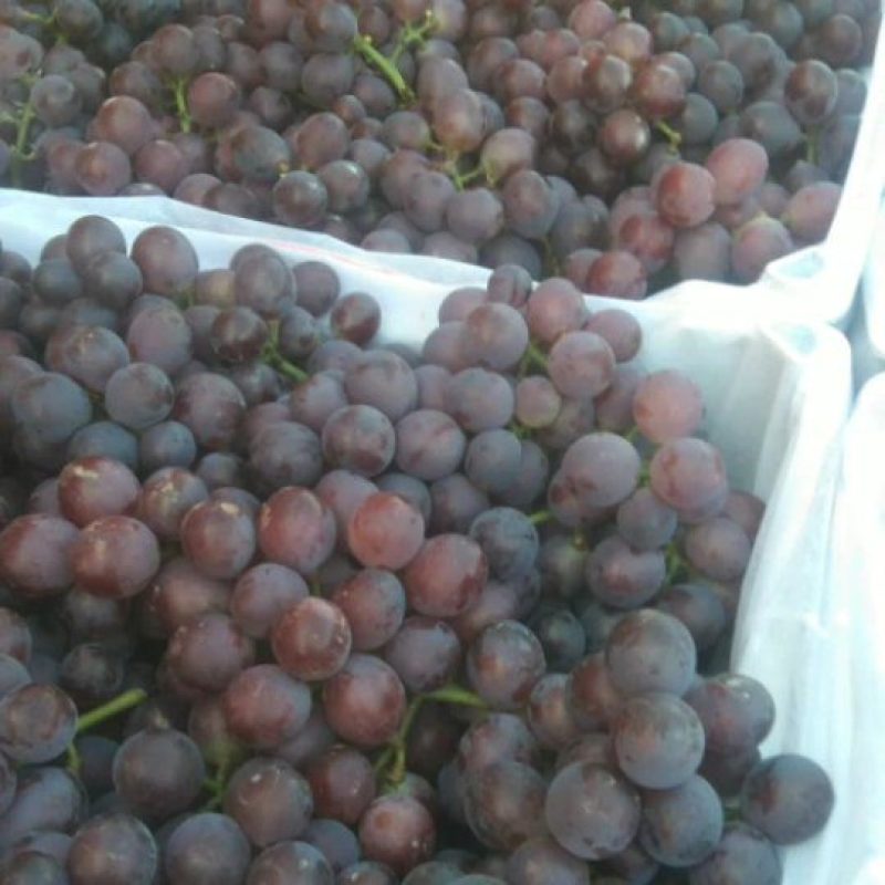 【河北】巨峰葡萄大量上市规格品种齐全保质保量