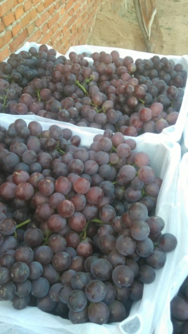 【河北】巨峰葡萄大量上市规格品种齐全保质保量
