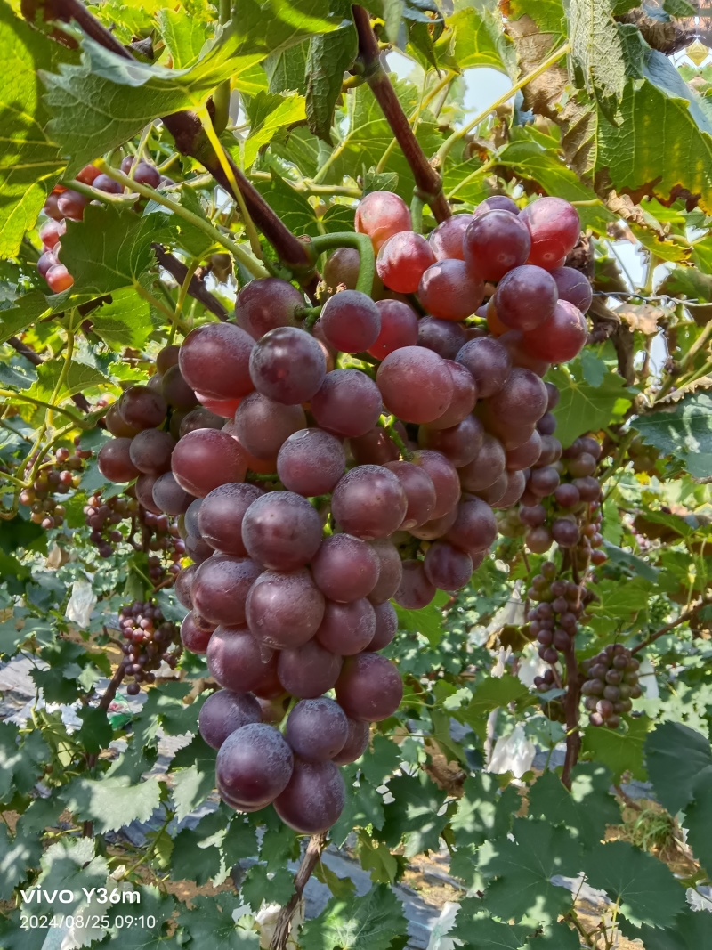 【河北】巨峰葡萄大量上市规格品种齐全保质保量