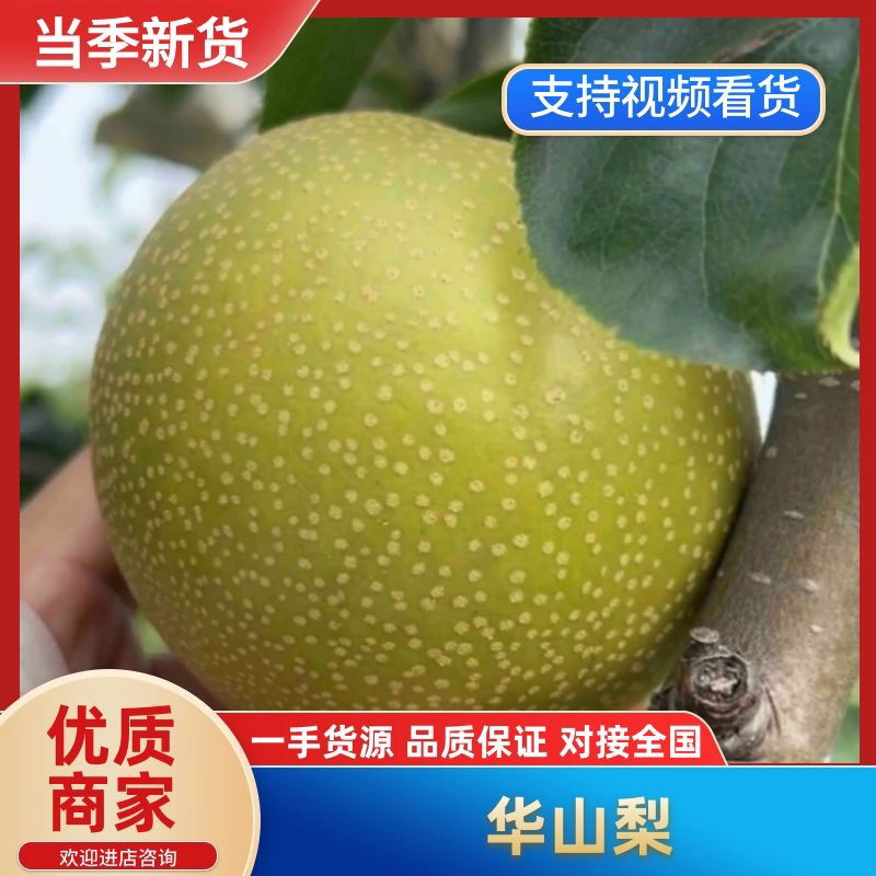 精品华山梨大量上市产地现摘现发脆甜多汁欢迎来电洽谈