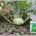 龙盛春秋青苤兰种子球茎甘蓝春秋两季种植青苤蓝种子