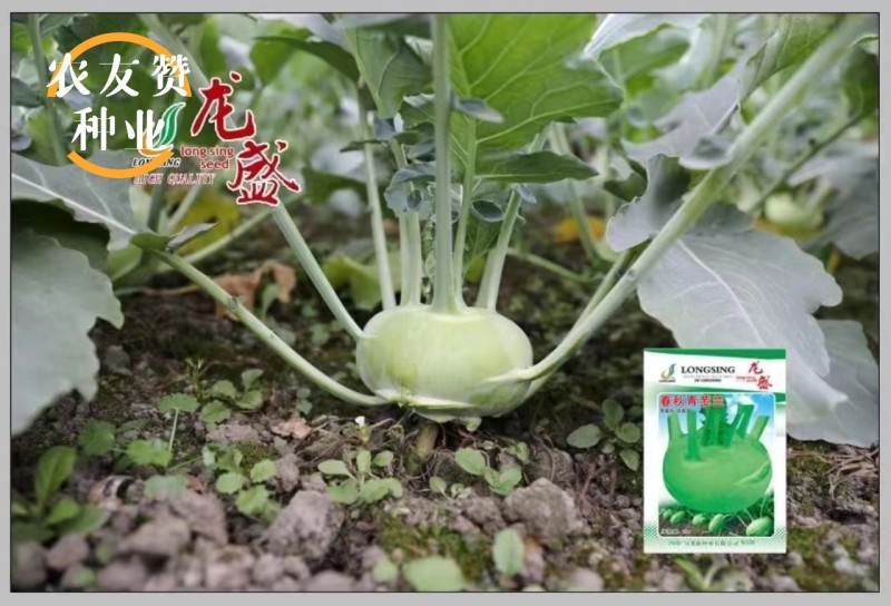 龙盛春秋青苤兰种子球茎甘蓝春秋两季种植青苤蓝种子
