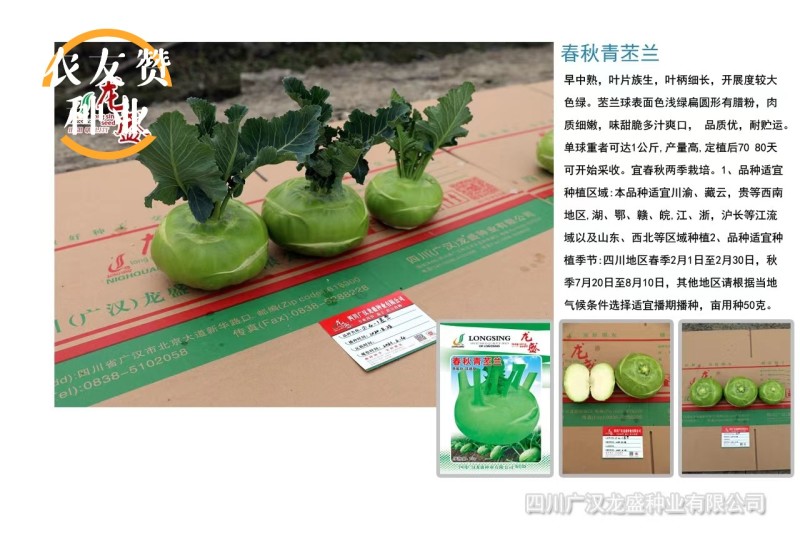 龙盛春秋青苤兰种子球茎甘蓝春秋两季种植青苤蓝种子