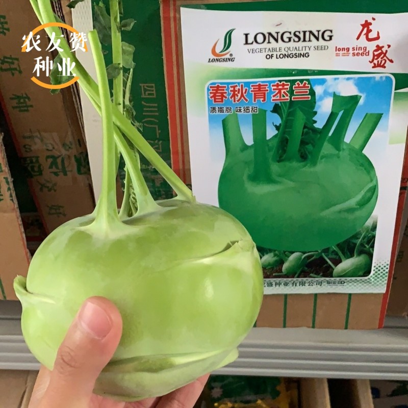 龙盛春秋青苤兰种子球茎甘蓝春秋两季种植青苤蓝种子