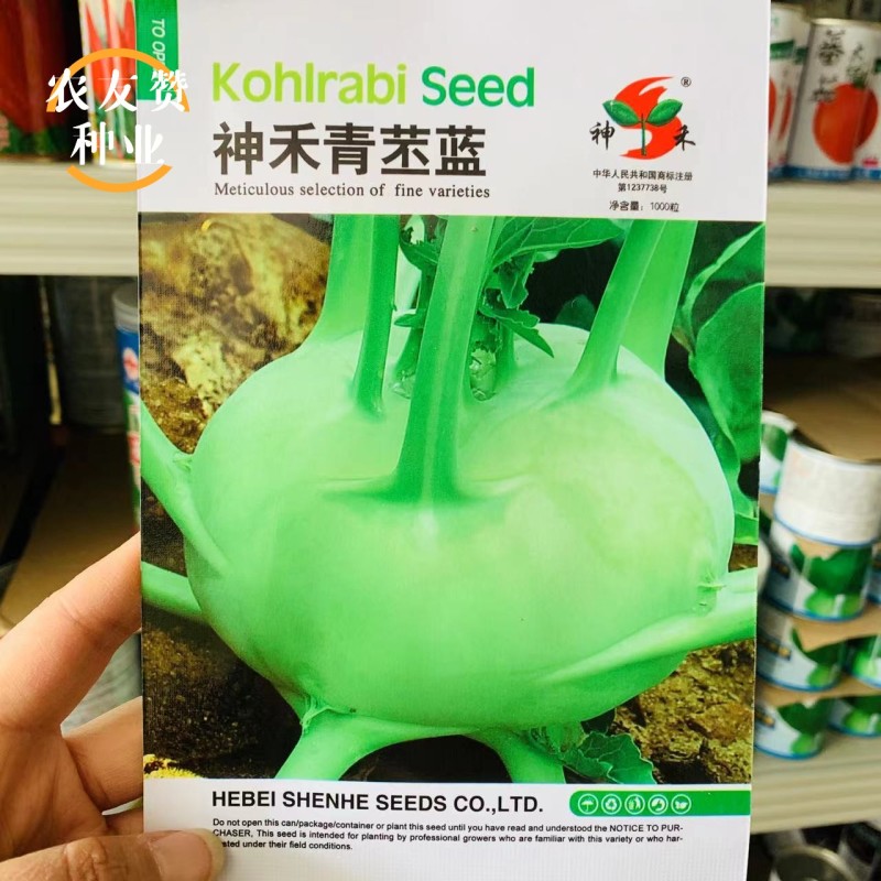 龙盛春秋青苤兰种子球茎甘蓝春秋两季种植青苤蓝种子