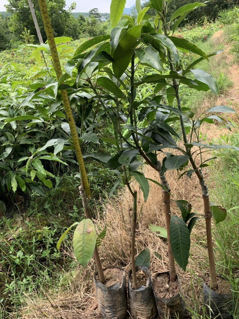 景东晚熟芒果苗，