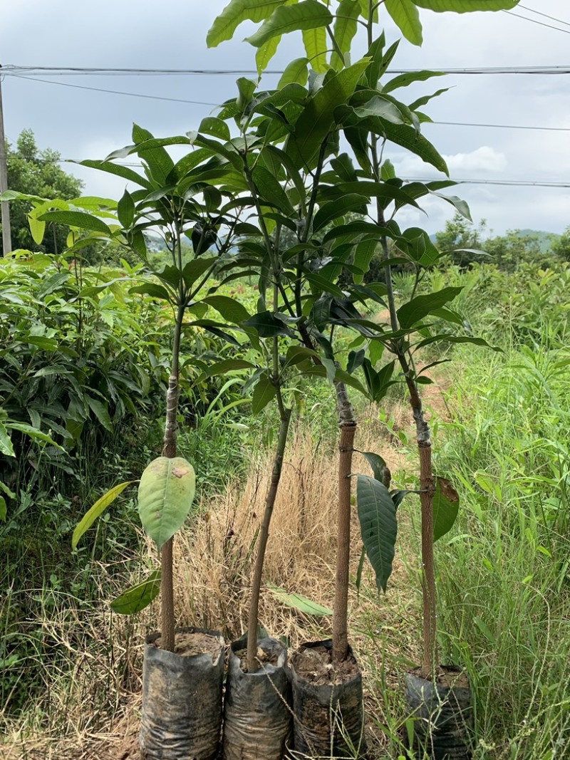景东晚熟芒果苗，