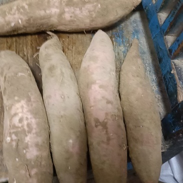 哈密红薯