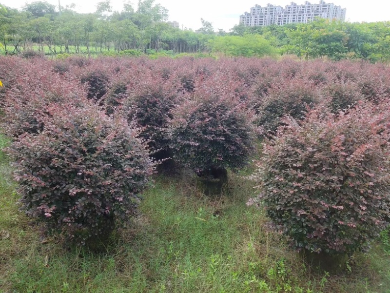 红花继木球1米至2米基地直发规格齐全质量优质