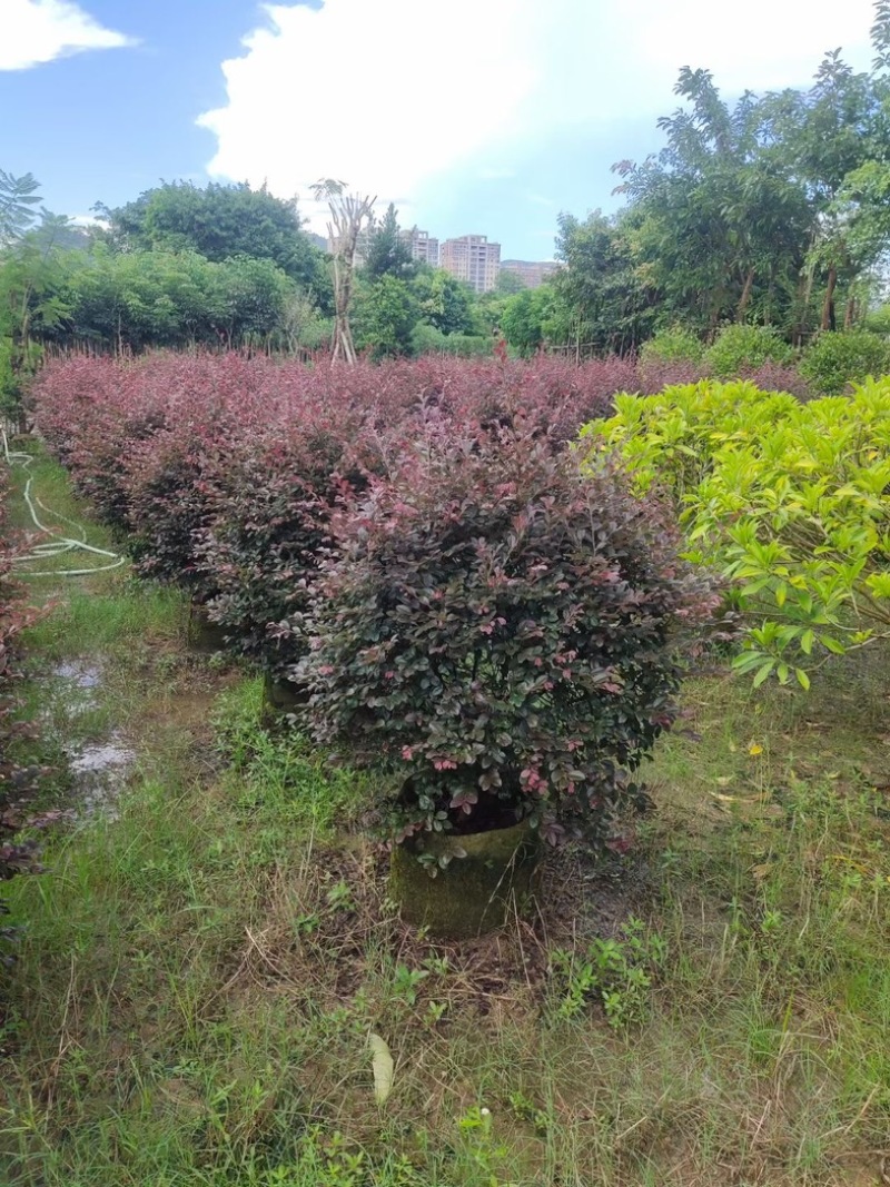 红花继木球1米至2米基地直发规格齐全质量优质
