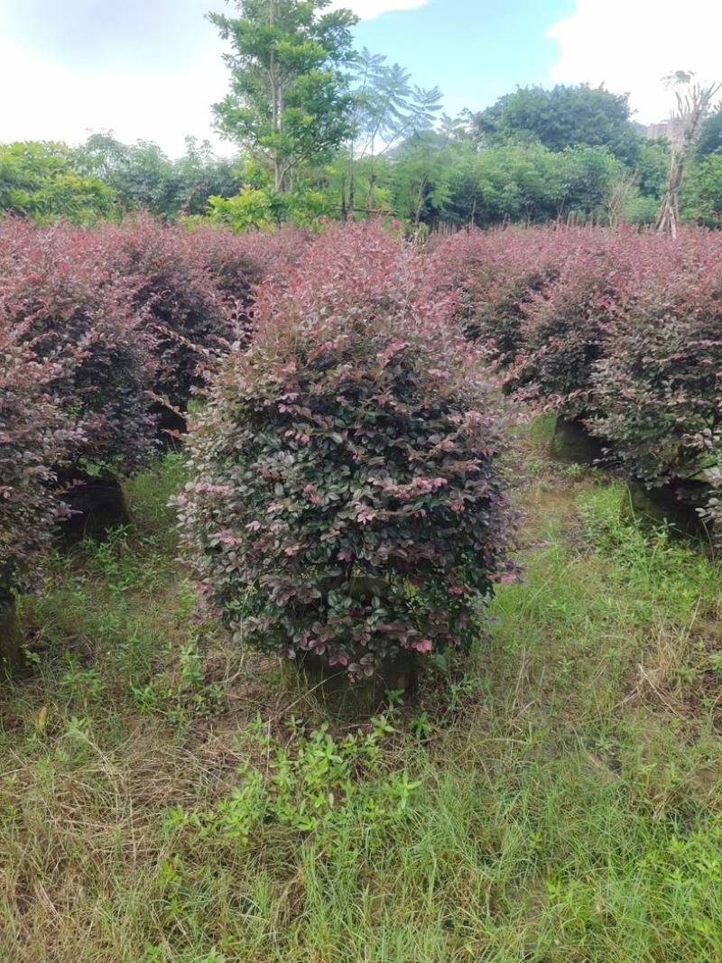 红花继木球1米至2米基地直发规格齐全质量优质