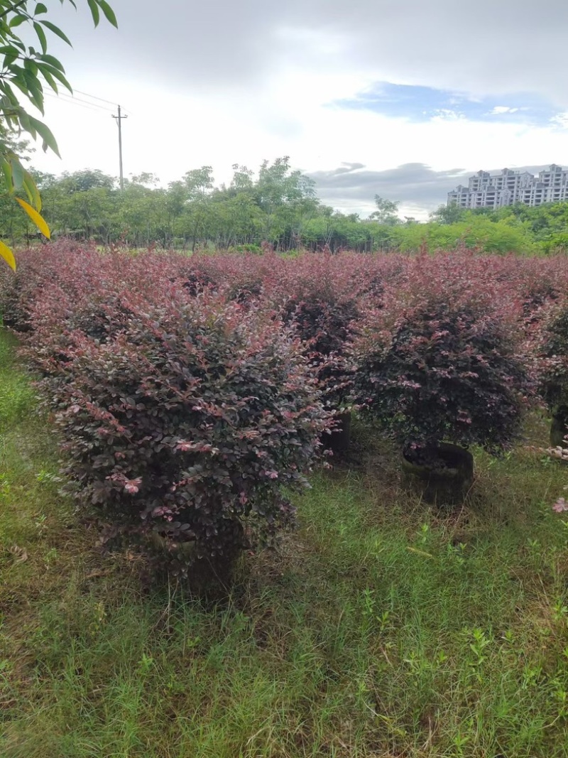 红花继木球1米至2米基地直发规格齐全质量优质