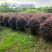 红花继木球1米至2米基地直发规格齐全质量优质