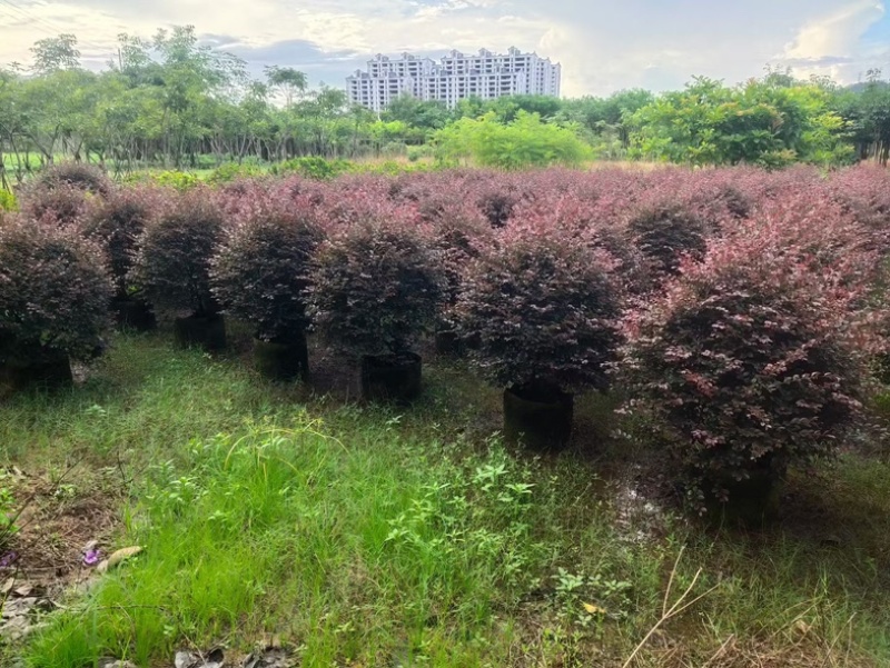 红花继木球1米至2米基地直发规格齐全质量优质