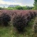 红花继木球1米至2米基地直发规格齐全质量优质