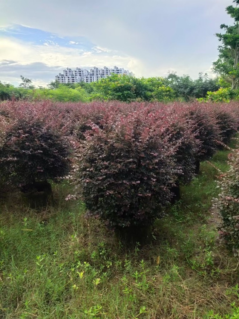 红花继木球1米至2米基地直发规格齐全质量优质