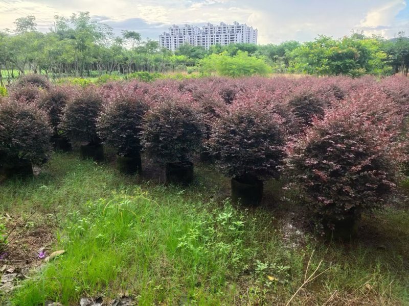 红花继木球1米至2米基地直发规格齐全质量优质