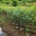 桉树1米至2米高基地直发规格齐全质量优质