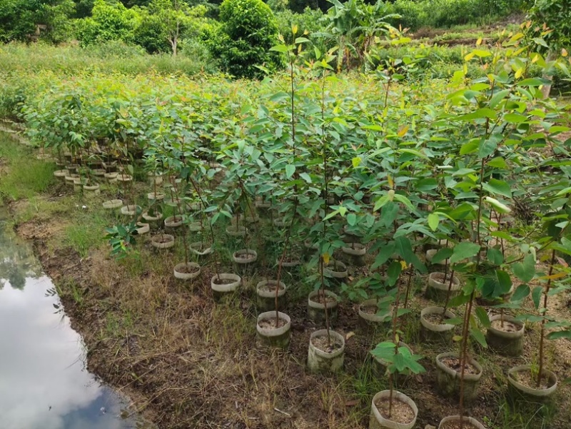 桉树1米至2米高基地直发规格齐全质量优质