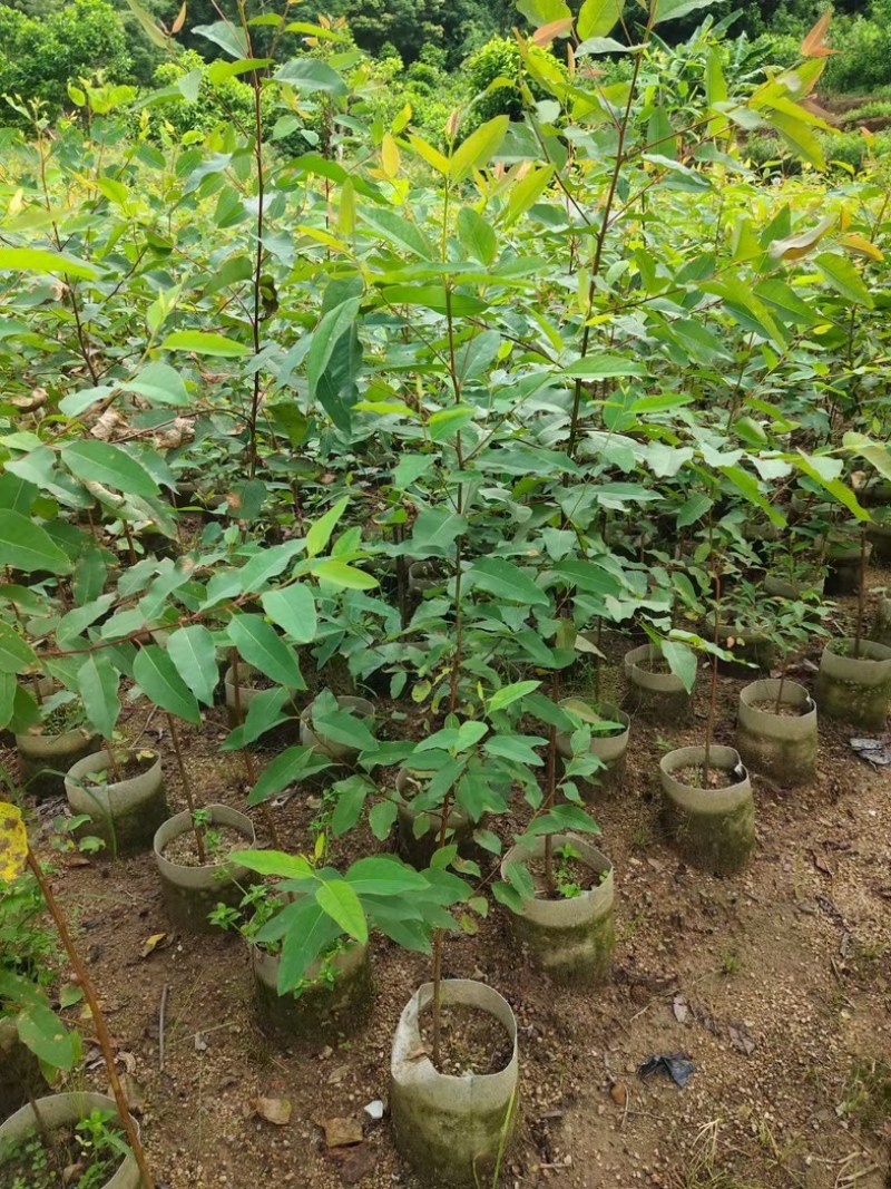桉树1米至2米高基地直发规格齐全质量优质