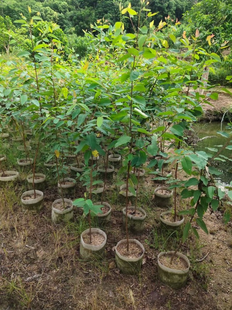 桉树1米至2米高基地直发规格齐全质量优质
