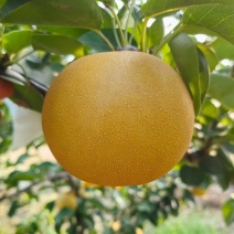 河北精品秋月梨基地大量有货