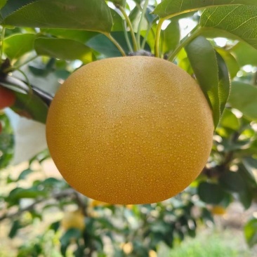 河北精品秋月梨基地大量有货