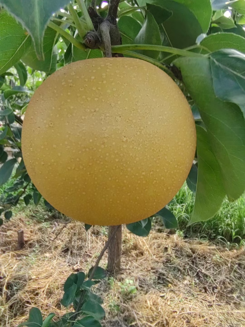 河北精品秋月梨基地大量有货