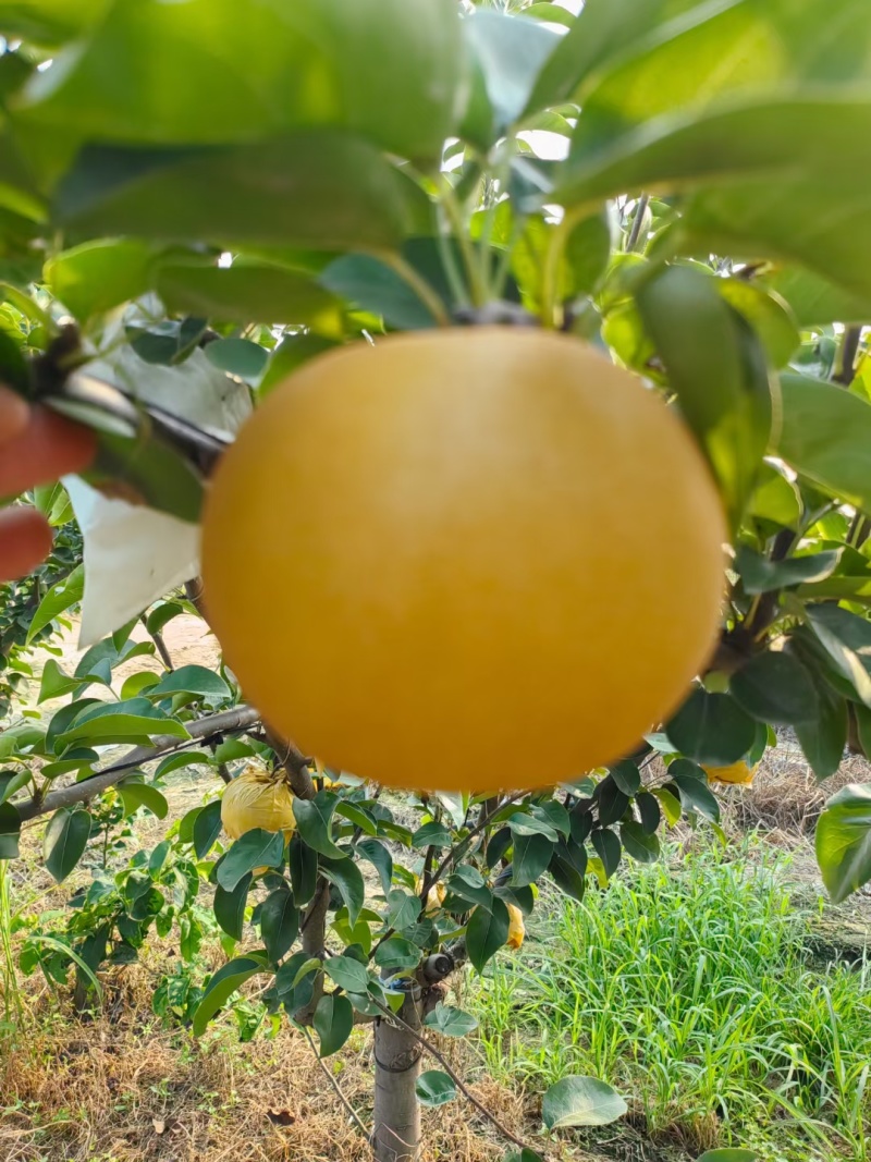 河北精品秋月梨基地大量有货