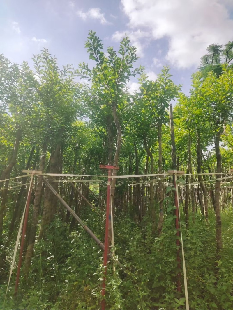 光杆万紫千红/铁冬青5～15公分基地直发规格齐全