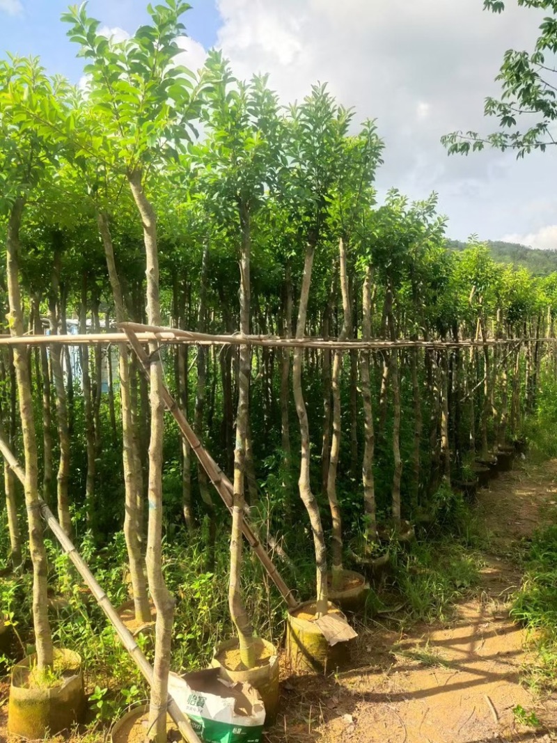 光杆万紫千红/铁冬青5～15公分基地直发规格齐全