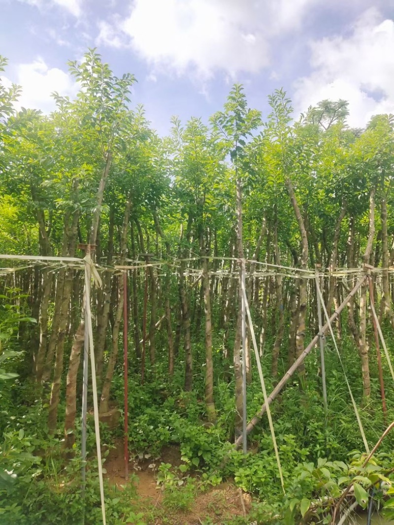 光杆万紫千红/铁冬青5～15公分基地直发规格齐全