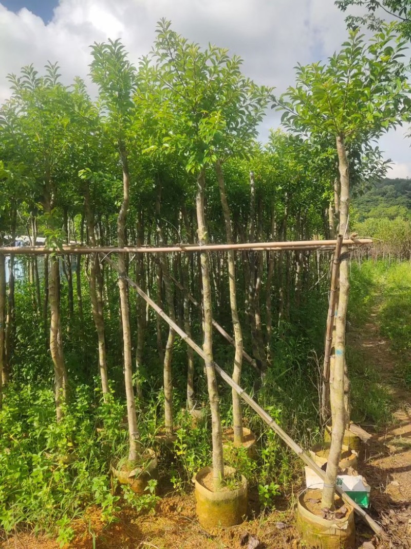 光杆万紫千红/铁冬青5～15公分基地直发规格齐全