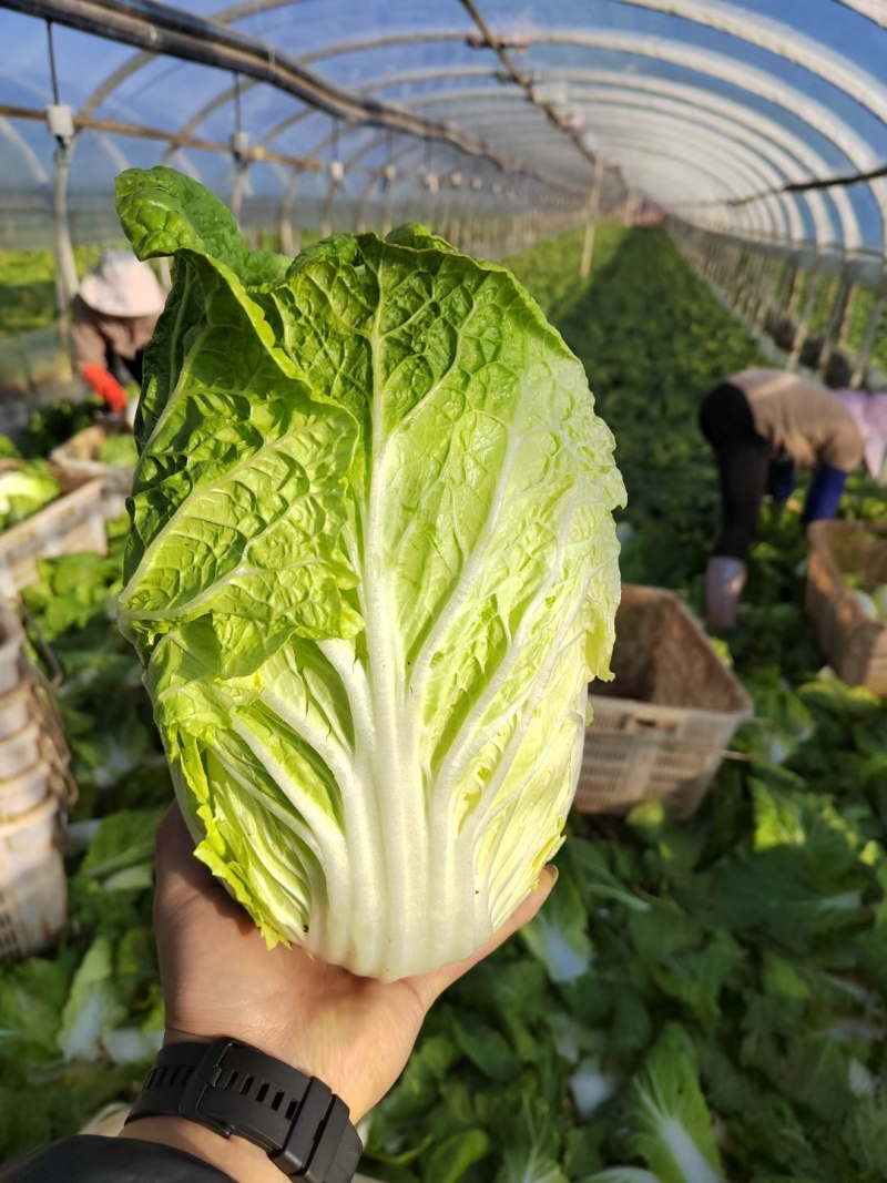 贵州威宁县白菜，产地直发品质保证，欢迎采购