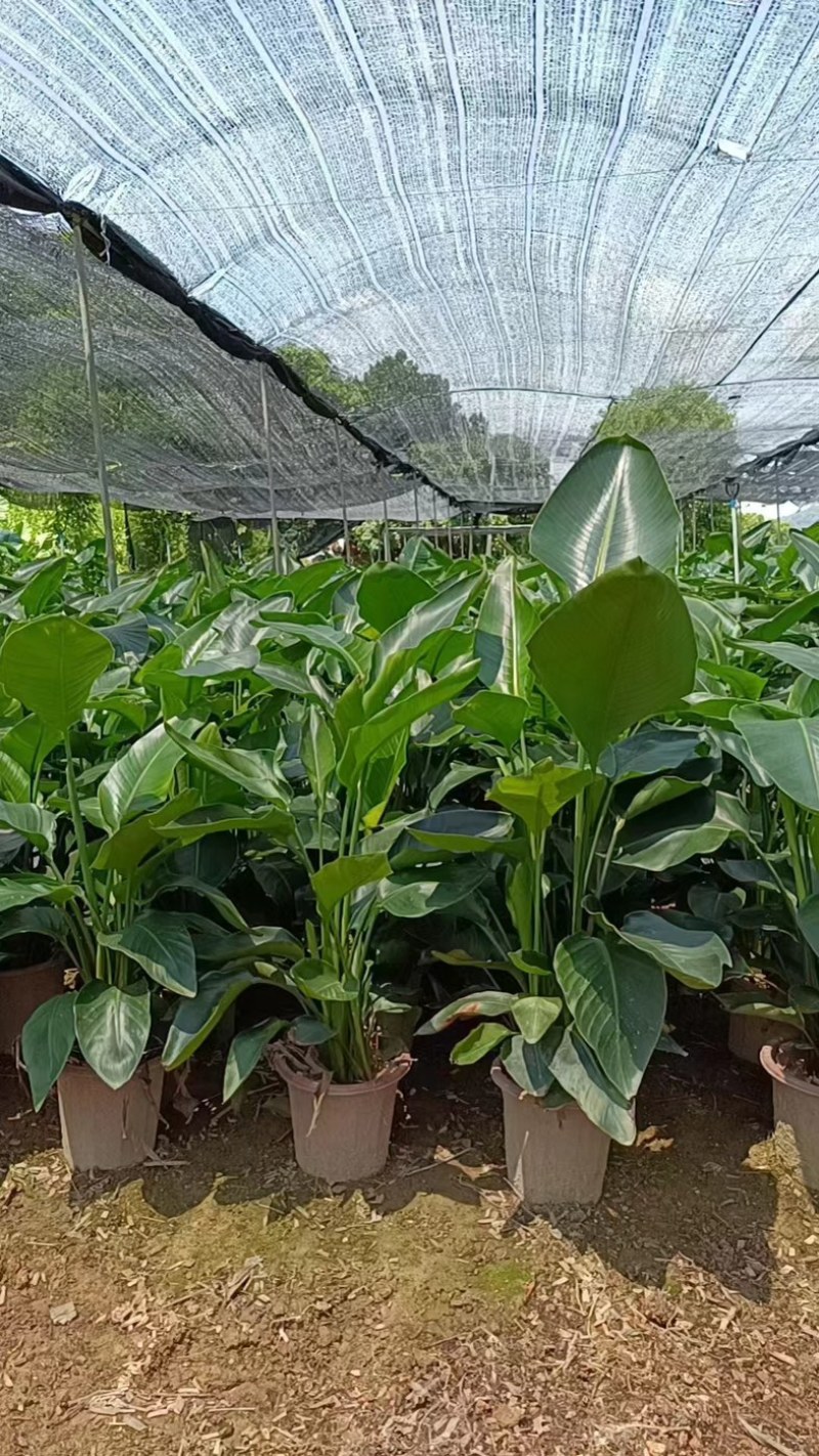 天堂鸟/红花天堂鸟基地直发适合主播淘宝拼多多等等